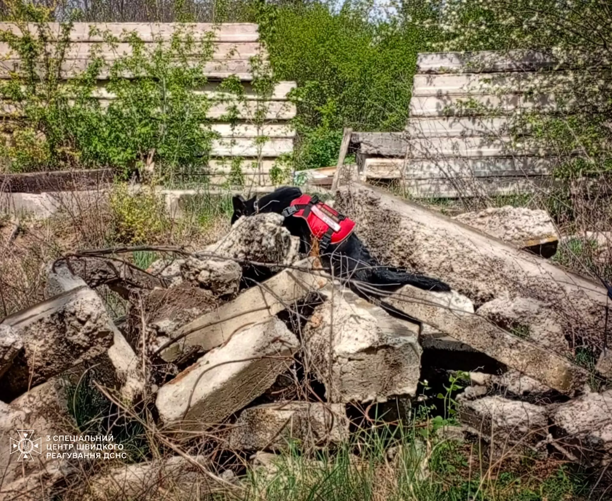 Службові собаки відпрацьовували навички пошуку людей у завалах