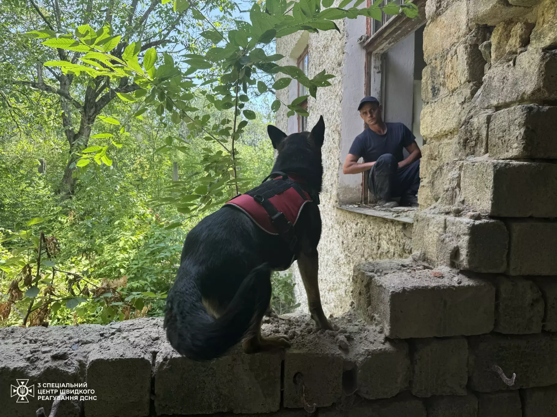 Службові собаки чітко виконували команди кінологів